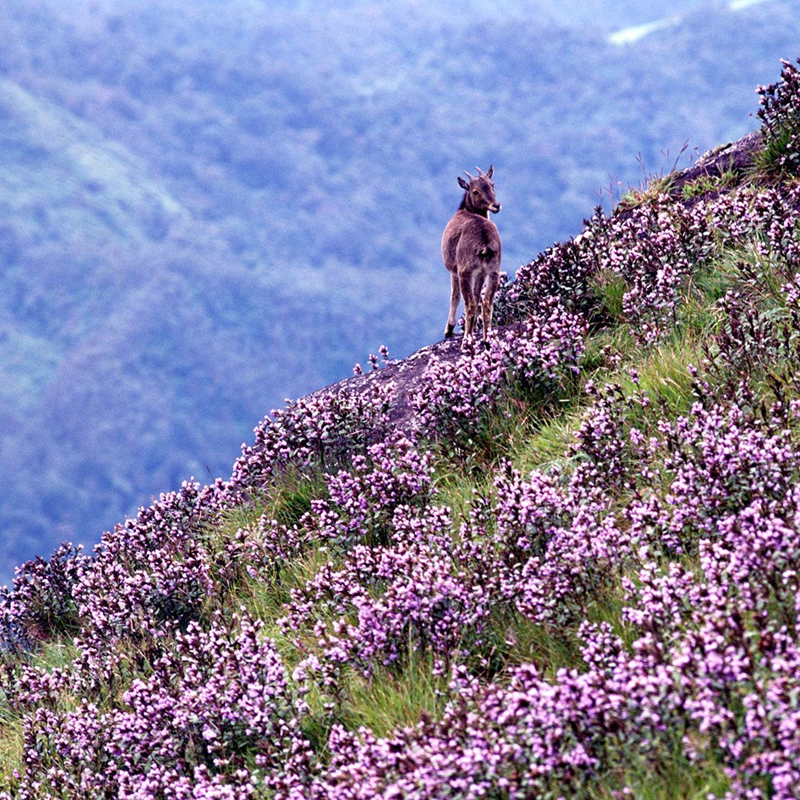 Neelakurinji Bloom