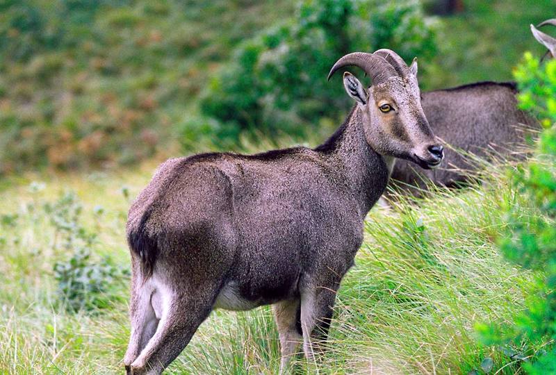 Nilgiri Tahr