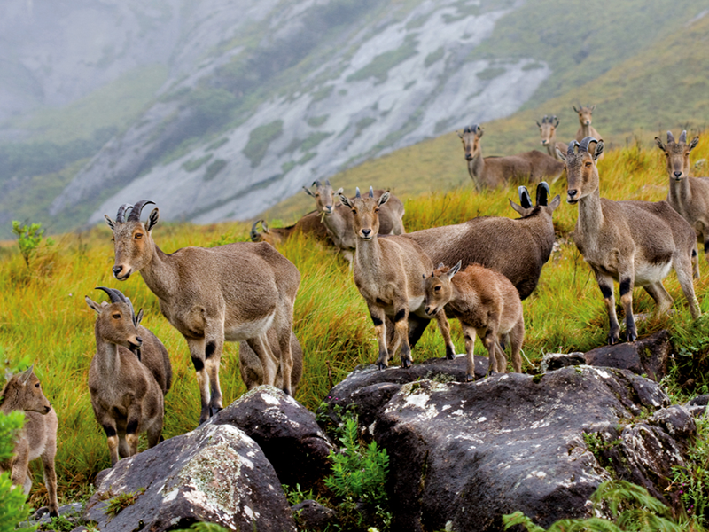 Nilgiri Tahr
